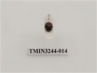 藏品(茄二十八星瓢蟲)的圖片